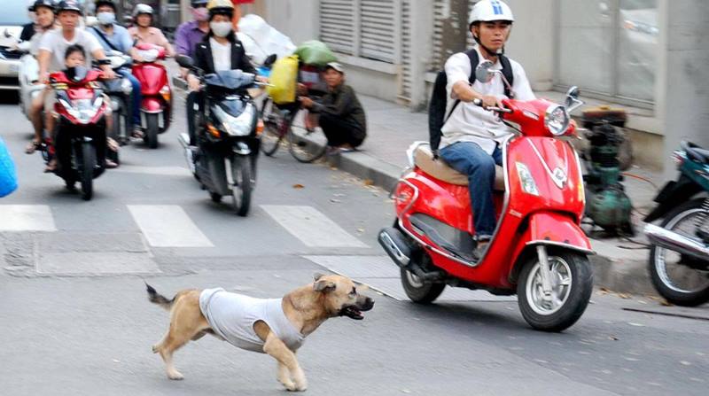 Chó gây tai nạn chủ có thể đi tù 10 năm ?